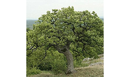 Classifiche Alberi da giardino